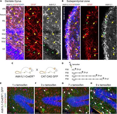 Distribution of Aldh1L1-CreERT2 Recombination in Astrocytes Versus Neural Stem Cells in the Neurogenic Niches of the Adult Mouse Brain